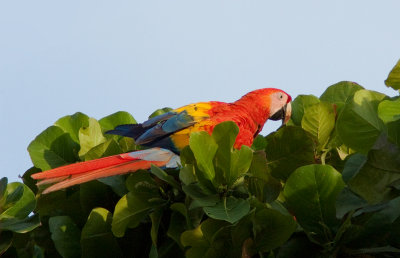 Ara rouge - Ara macao - Scarlet Macaw.jpg