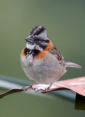 Bruant chingolo - Zonotrichia capensis - Rufous-collared Sparrow