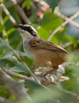 Bruant lign - Aimophila ruficauda - Stripe-headed Sparrow