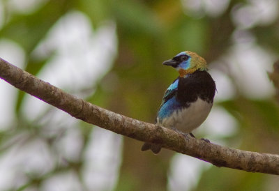 Calliste  coiffe d'or - Tangara larvata - Golden-hooded Tanager