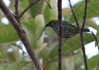 Calliste tiquet - Tangara guttata - Speckled Tanager