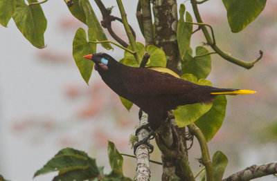 Cassique de Montezuma - Gymnostinops montezuma - Montezuma Oropendola