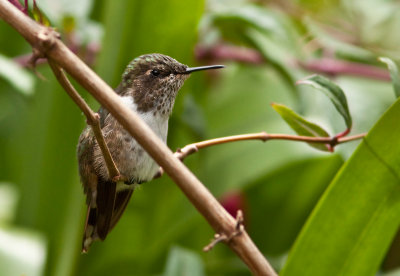 Colibri flammule - Selasphorus flammula - Volcano Hummingbird