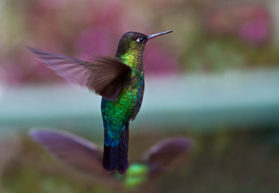 Colibri insigne - Panterpe insignis - Fiery-throated Hummingbird