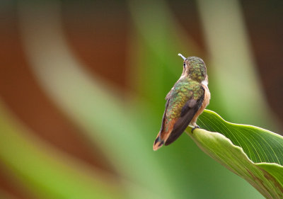Colibri scintillant - Selasphorus scintilla - Scintillant Hummingbird