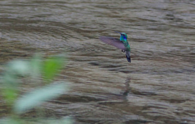 Colibri thalassin - Colibri thalassinus - Green Violet-ear