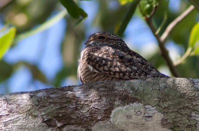 Engoulevent minime -Chordeiles acutipennis - Lesser Nighthawk