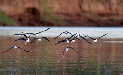 chasse dAmrique - Himantopus mexicanus - Black-necked Stilt