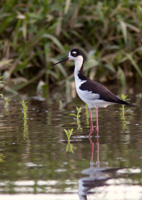 chasse d'Amrique - Himantopus mexicanus - Black-necked Stilt