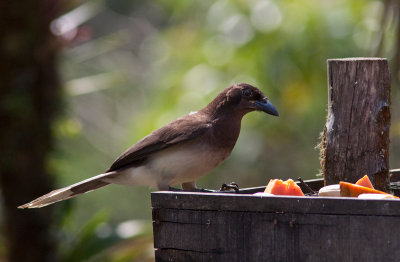 Geai enfum - Psilorhinus morio - Brown Jay