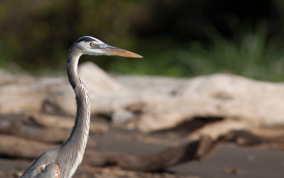 Grand Hron - Ardea herodias - Great Blue Heron