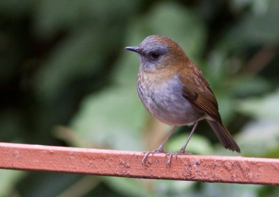 Grive  bec noir - Catharus gracilirostris - Black-billed Nightingale-Thrush