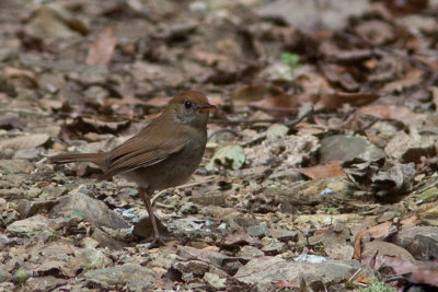 Grive  calotte rousse - Catharus frantzii - Ruddy-capped Nightingale-Thrush