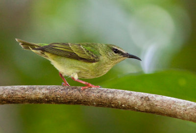 Guit-guit sa - Cyanerpes cyaneus - Red-legged Honeycreeper