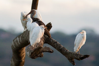 Hron garde-boeufs - Bubulcus ibis - Cattle Egret  et/and  Ibis blanc - Eudocimus albus - White Ibis
