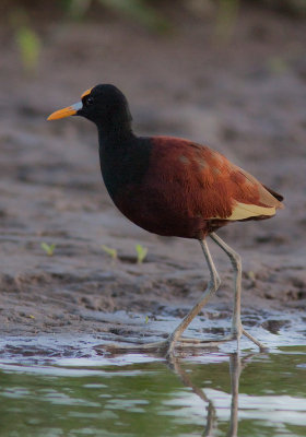  Jacana du Mexique - Jacana spinosa - Northern Jacana