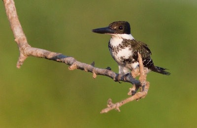 Martin-pcheur vert - Chloroceryle americana - Green Kingfisher