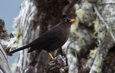 Merle fuligineux - Turdus nigrescens - Sooty Thrush