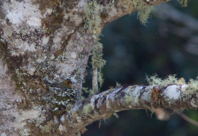 Moucherolle hupp - Mitrephanes phaeocercus - Tufted Flycatcher