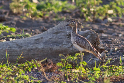 Oedicnme bistri - Burhinus bistriatus - Double-striped Thick-knee