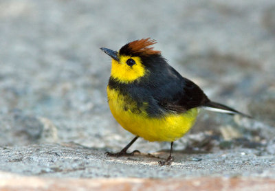 Paruline ceinture - Myioborus torquatus - Collared Redstart