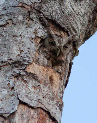 Petit-duc de Cooper - Otus cooperi - Pacific Screech-Owl