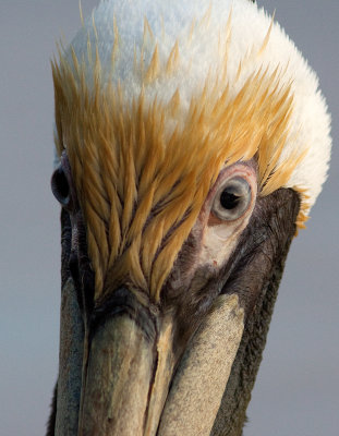 Plican brun - Pelecanus occidentalis - Brown Pelican