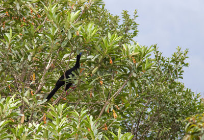 Pnlope unicolore - Chamaepetes unicolor - Black Guan