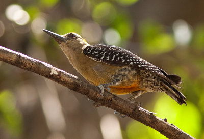 Pic de Hoffmann - Melanerpes hoffmannii - Hoffmann Woodpecker