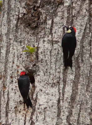 Pic glandivore - Melanerpes formicivorus - Acorn Woodpecker