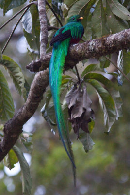 Quetzal resplendissant - Pharomachrus mocinno - Resplendent Quetzal