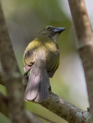 Saltator des grands-bois - Saltator maximus - Buff-throated Saltator