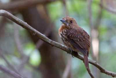 Tamatia de Lafresnaye - Malacoptila panamensis - White-whiskered Puffbird