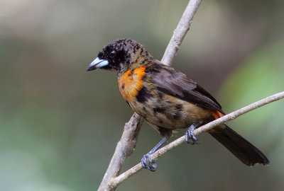 Tangara de Cherrie - Ramphocelus costaricensis - Cherrie's Tanager