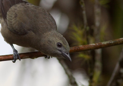 Tangara des palmiers - Thraupis palmarum - Palm Tanager