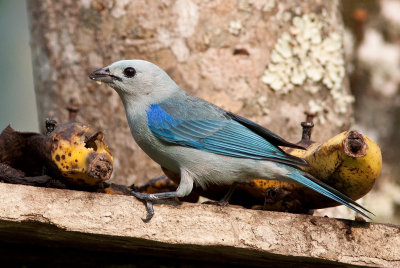 Tangara vque - Thraupis episcopus - Blue-gray Tanager