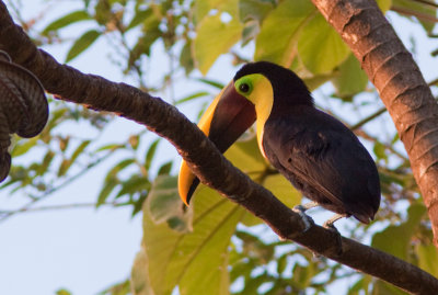 Toucan de Swainson - Ramphastos swainsonii - Chestnut-mandibled Toucan