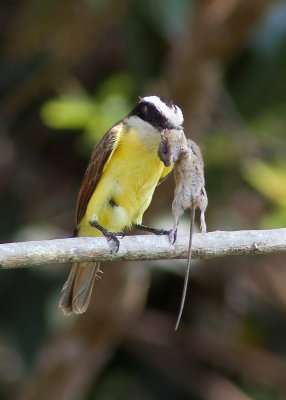 Tyran quiquivi - Pitangus sulphuratus - Great Kiskadee