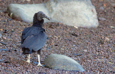 Urubu noir - Coragyps atratus - Black Vulture