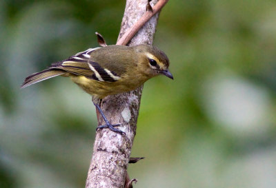 Viro  ailes jaunes - Vireo carmioli - Yellow-winged Vireo