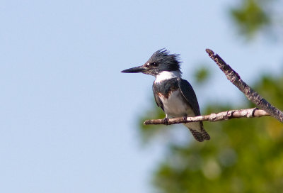 Martin-pcheur d'Amrique / Megaceryle alcyon / Belted Kingfisher