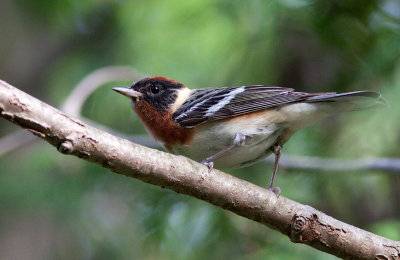 Paruline à poitrine baie / Dendroica castanea / Bay-breasted Warbler