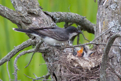 Tyran tritri / Tyrannus tyrannus / Eastern Kingbird