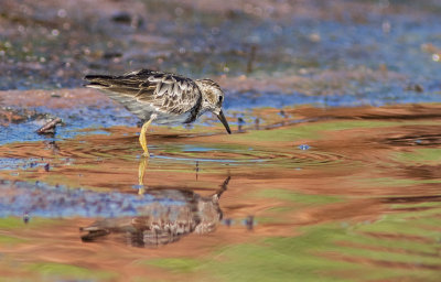 Bcasseau minuscule / Calidris minutilla / Least Sandpiper