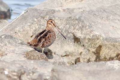 Bcassine de Wilson - Gallinago gallinago - Common Snipe