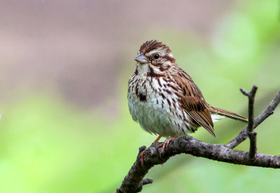 Bruant chanteur / Melospiza melodia / Song Sparrow