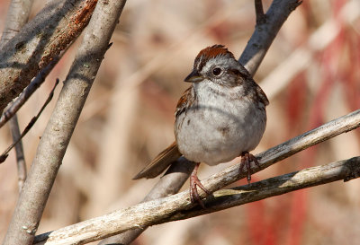 Bruant des marais - Melospiza georgiana - Swamp Sparrow