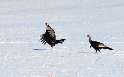 Dindons sauvages / Meleagris gallopavo /- Wild Turkey