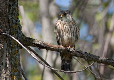 Faucon merillon / Falco columbarius / Merlin