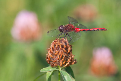 le sympétrum éclaireur / Sympetrum obtrusum / white-faced meadowhawk